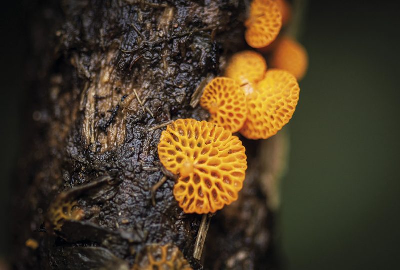 hongos costa rica ecoticias