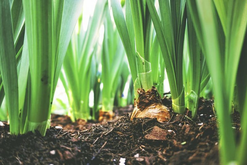 Día Mundial de la Agricultura 2022