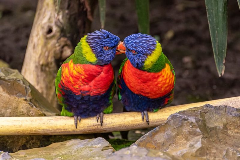 El talón de Aquiles de los pájaros cantores es su colorido plumaje.