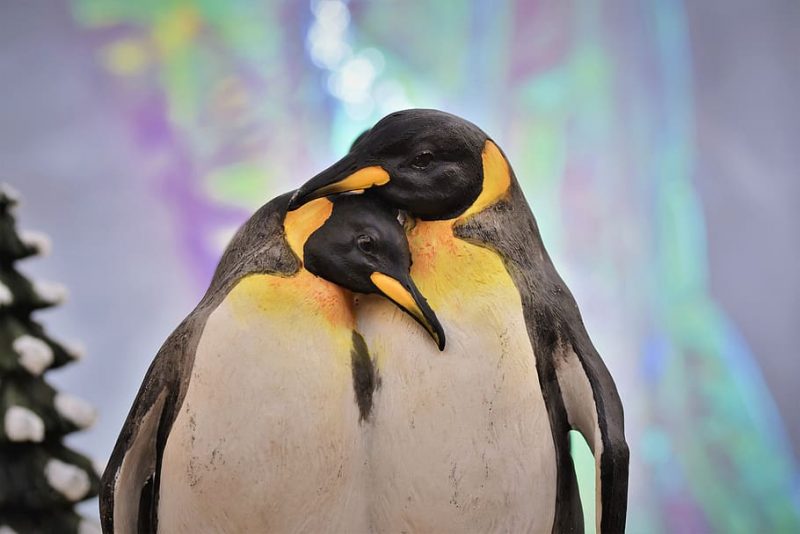 Los pingüinos no dejan de sorprendernos