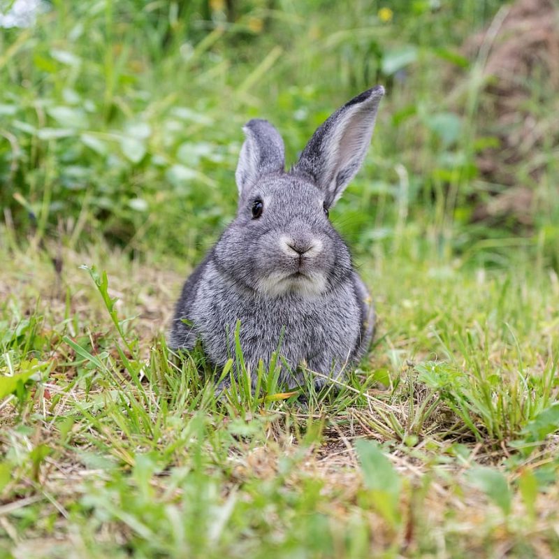 Joey_Giant_Angora_Buck-rebalanced