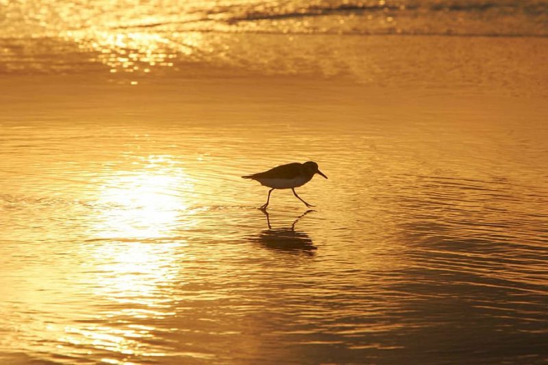 Día Mundial de las Aves Limícolas 2022