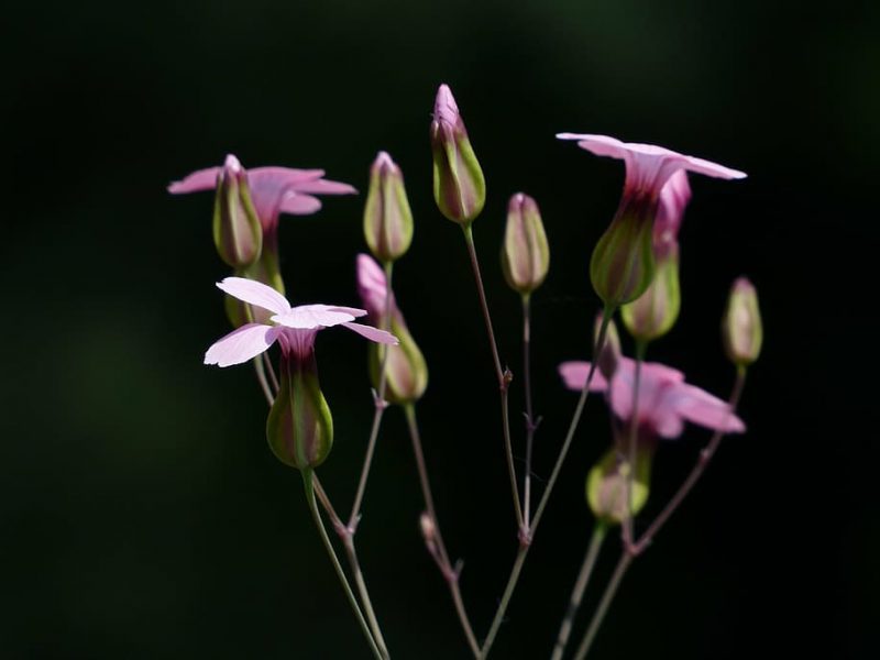 clasificación biológica