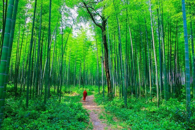 Día Mundial del Bambú 2022