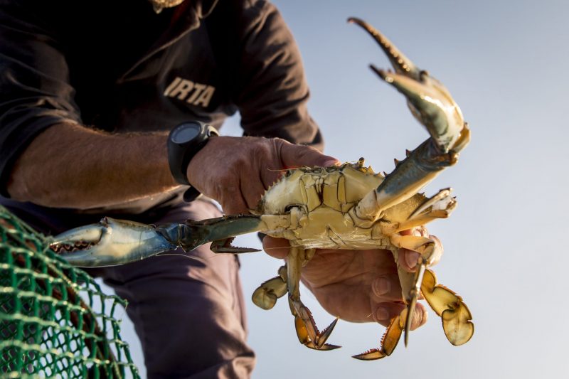 Cogestión del Cangrejo Azul en las Terres de l'Ebre