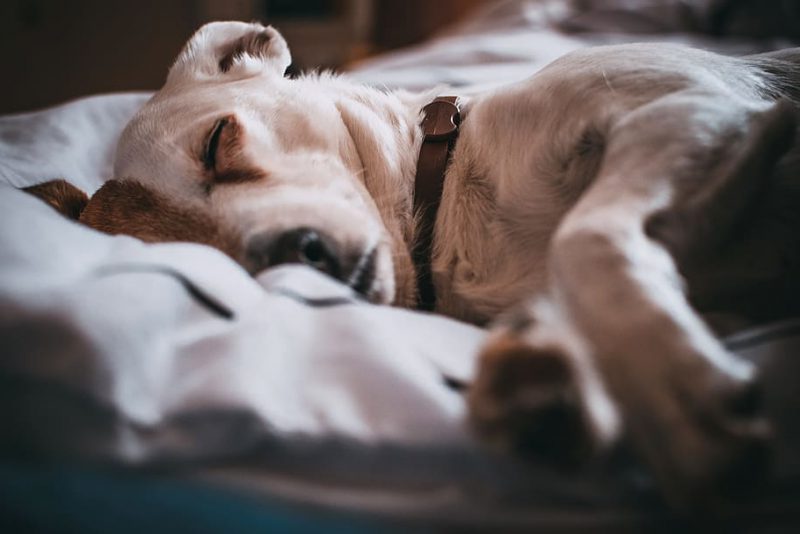 Día Mundial del Perro Adoptado 2022