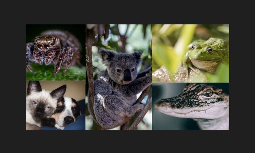 Día Mundial de los Animales 2022