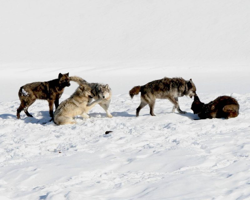 Virus modifica genéticamente a los lobos