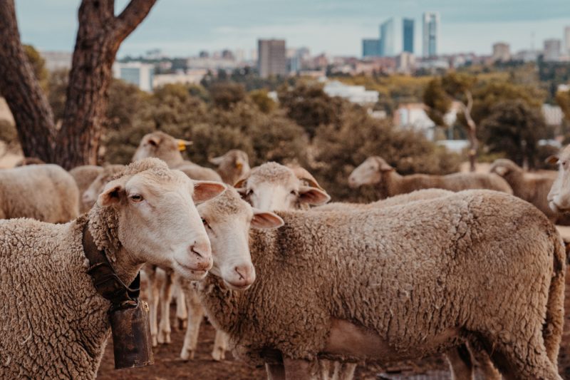 Proteger el pastoreo es imprescindible