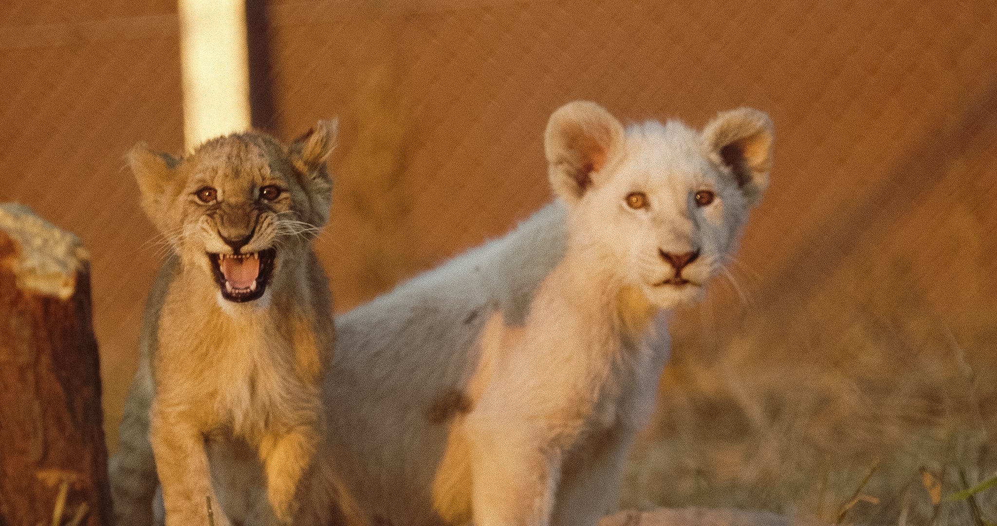 Nueva y espectacular edición de SUNCINE