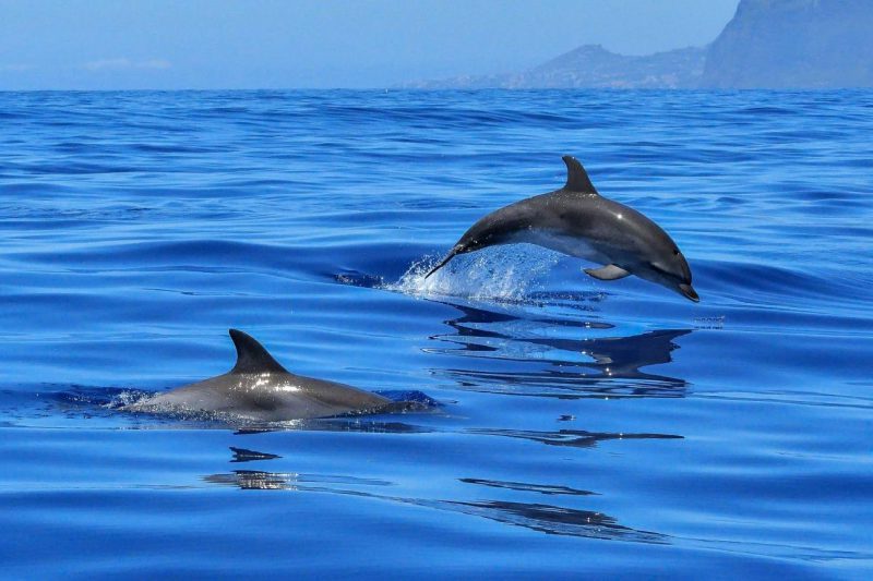 La red maravillosa de los delfines