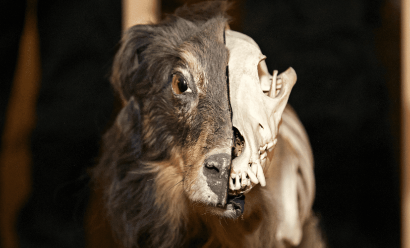 Secretos de la evolución