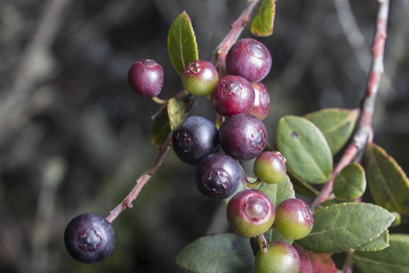 El fruto saludable del Agraz en polvo