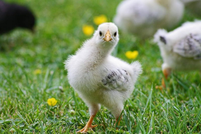 Domino’s Pizza, Starbucks y Burger King 'suspenden' en bienestar animal