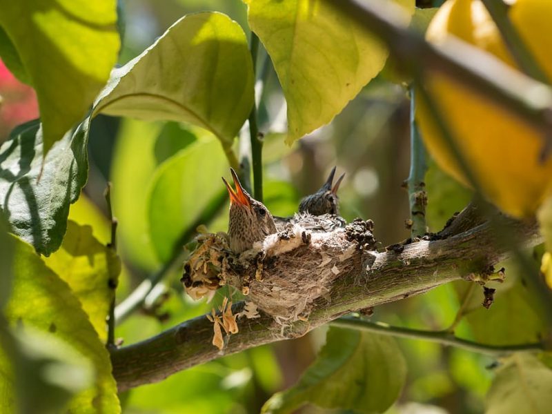 25º Congreso Español de Ornitología