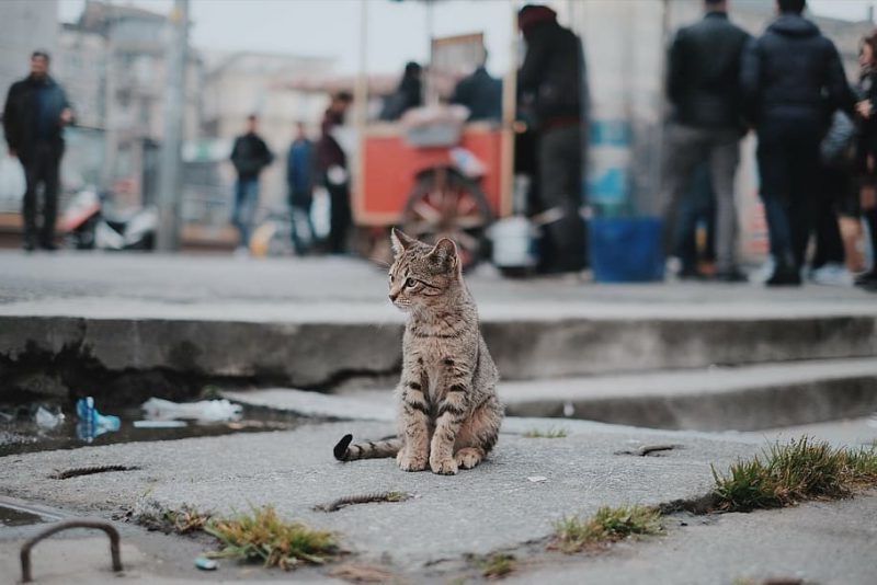 FdCats: los callejeros también cuentan #nometoqueslosgatos