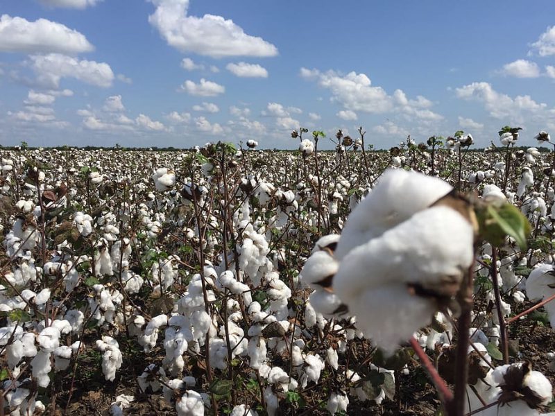 Día Mundial del Algodón 2022