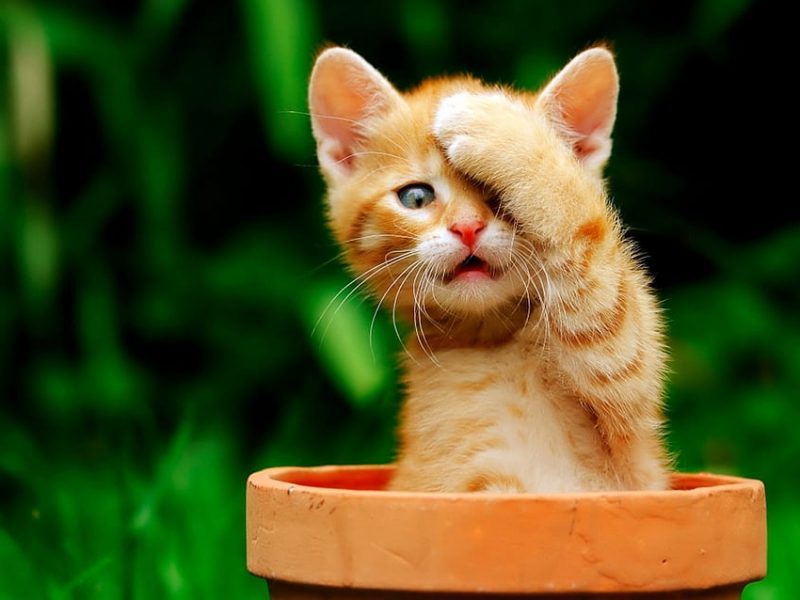 Día Internacional del Gato (EEUU) 2022