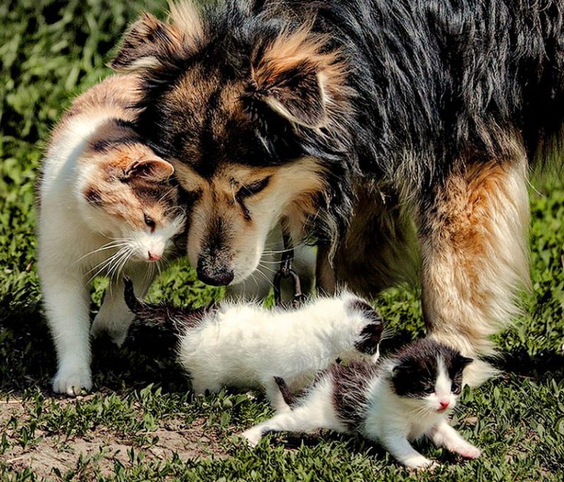 Día Internacional del Gato (EEUU) 2022