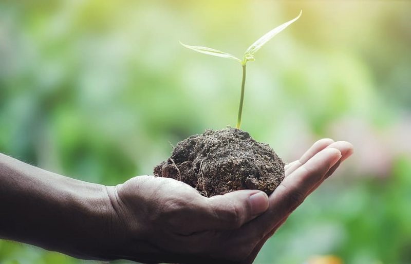 Día Mundial de la Ecología 2022