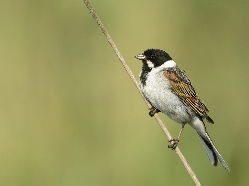 SEO/BirdLife: secuenciación genómica para salvar aves
