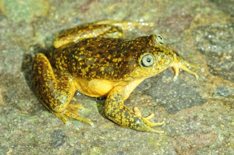 Perú: Menos especies acuáticas en Ayacucho