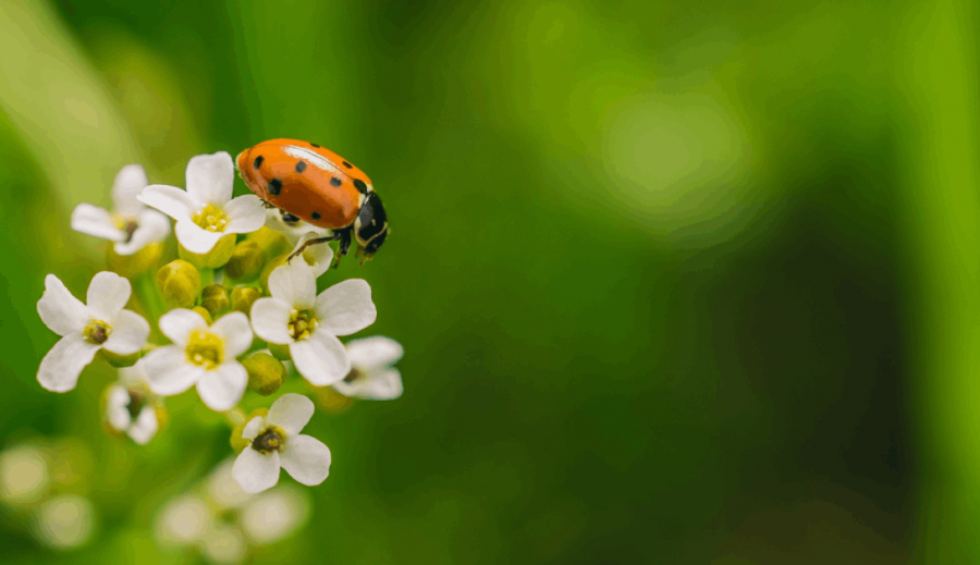 Impulsores genéticos: NO pasarán.