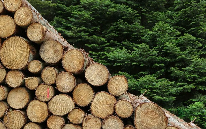 Europa: solo productos libres de deforestación