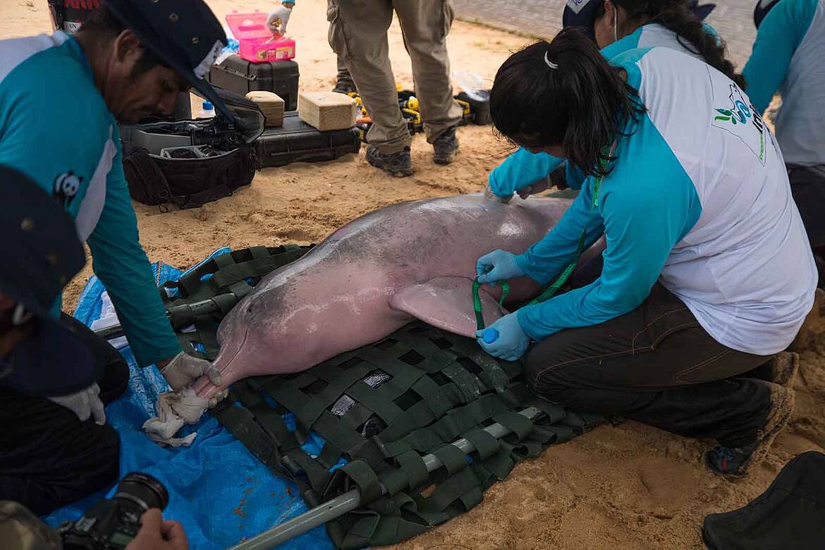 Menos delfines, peor salud fluvial