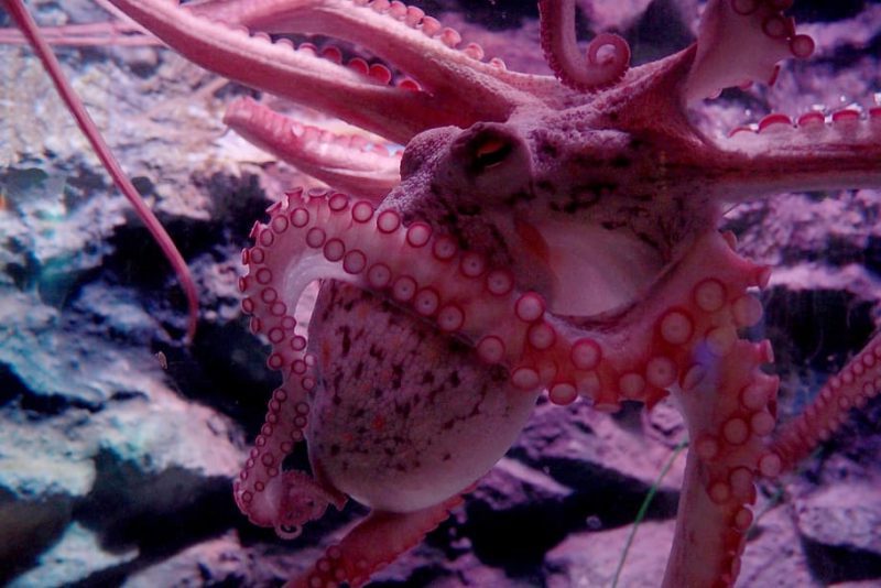 La cruel cría industrial del pulpo