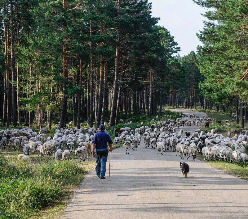 Pastoreo: se zampa el cambio climático