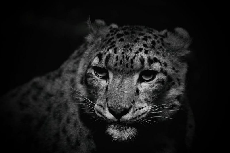 Día Internacional del Leopardo de las Nieves 2022