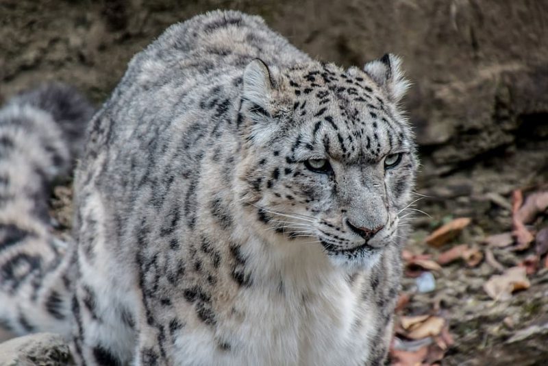 Día Internacional del Leopardo de las Nieves 2022