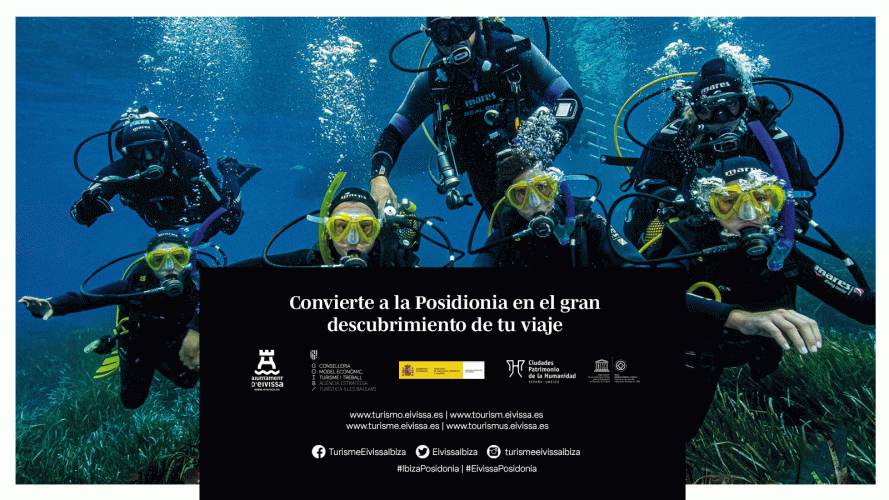 Vital monitoreo a las Posidonias mediterráneas