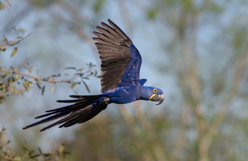 La palma aceitera látigo de la biodiversidad en América Latina