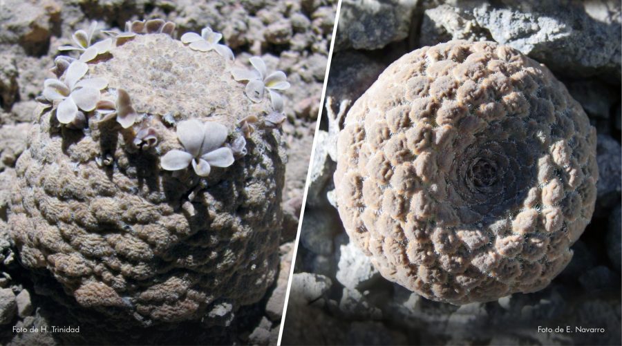 dos nuevas especies de plantas altoandinas