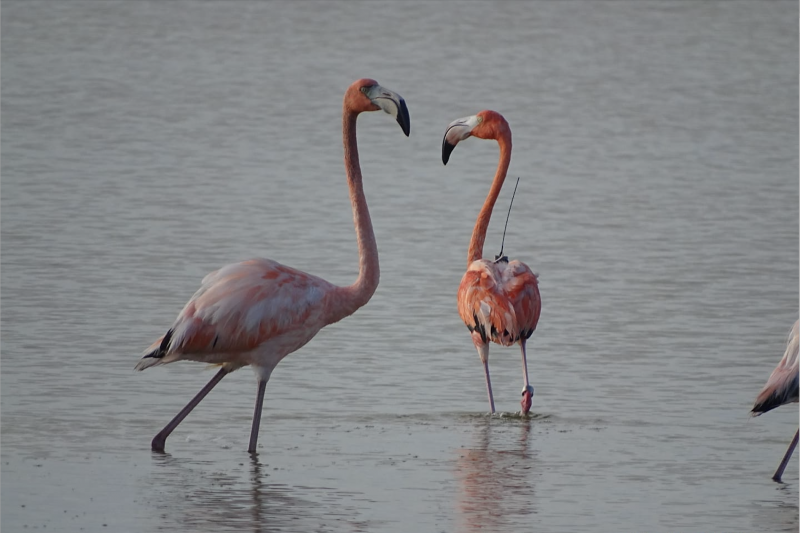 Auspiciosa conservación del Flamenco del Caribe
