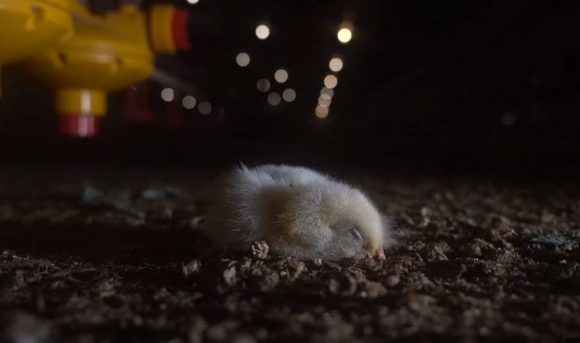 No compres pollos maltratados en Lidl