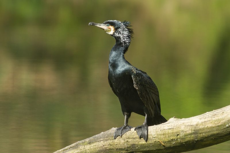 Asturias asesina cormoranes injustificadamente