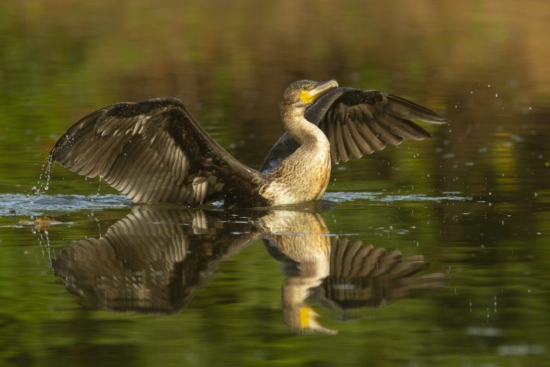 Asturias asesina cormoranes injustificadamente