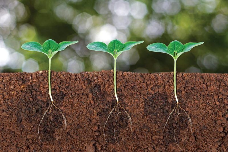 El hongo que beneficia a las plantas