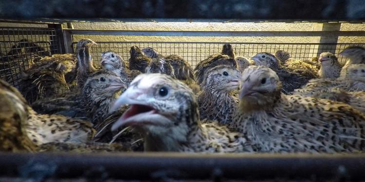 Codornices en Italia víctimas de maltrato