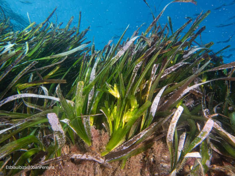 Vital monitoreo a las Posidonias mediterráneas