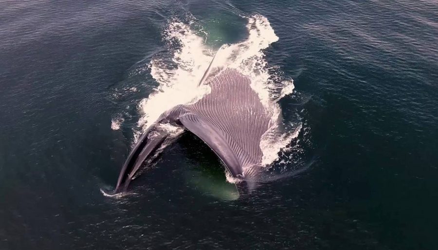 Las ballenas comen toneladas de microplásticos cada día