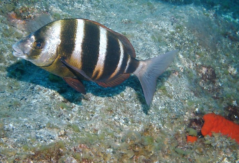 Reservas Marinas: más y mejor control