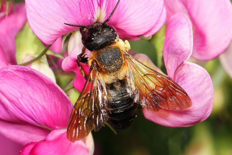 La abeja gigante de la resina invade Europa