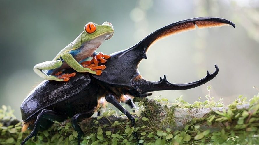 Adiós a las mascotas exóticas en la UE