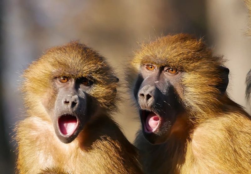 COP15 de la biodiversidad