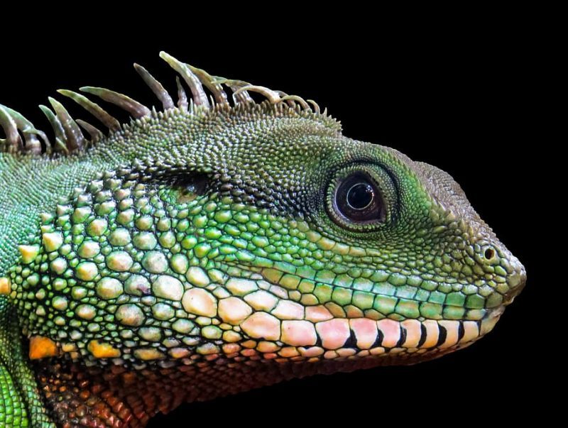 Animales más curiosos del mundo