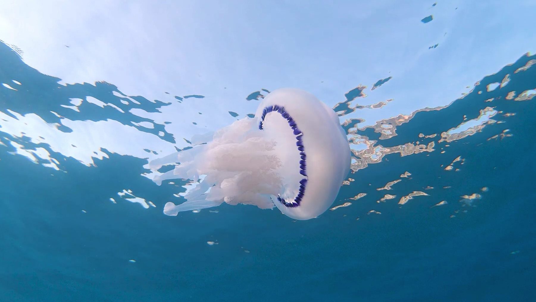 animales más venenosos del planeta